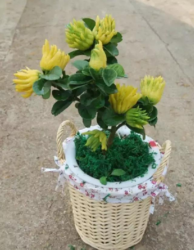 佛手柑果的栽培和管理,佛手柑管理方法