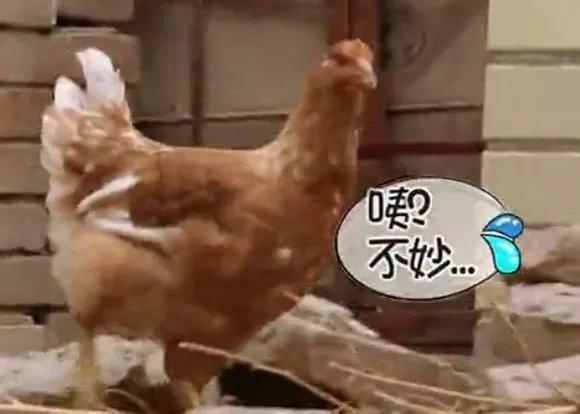 爸爸去哪儿你不知道的事,爸爸去哪儿真心话问答