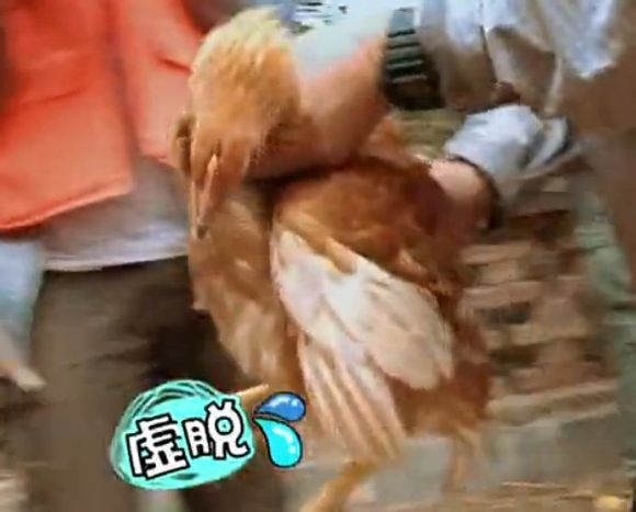 爸爸去哪儿你不知道的事,爸爸去哪儿真心话问答