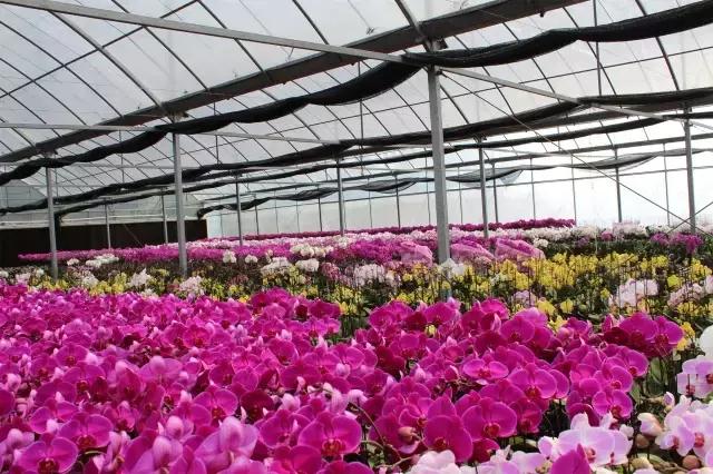 高虹镇景区,高虹镇重点工程