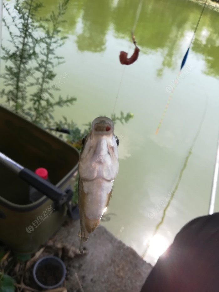 偶遇新物种，独战板鲫群