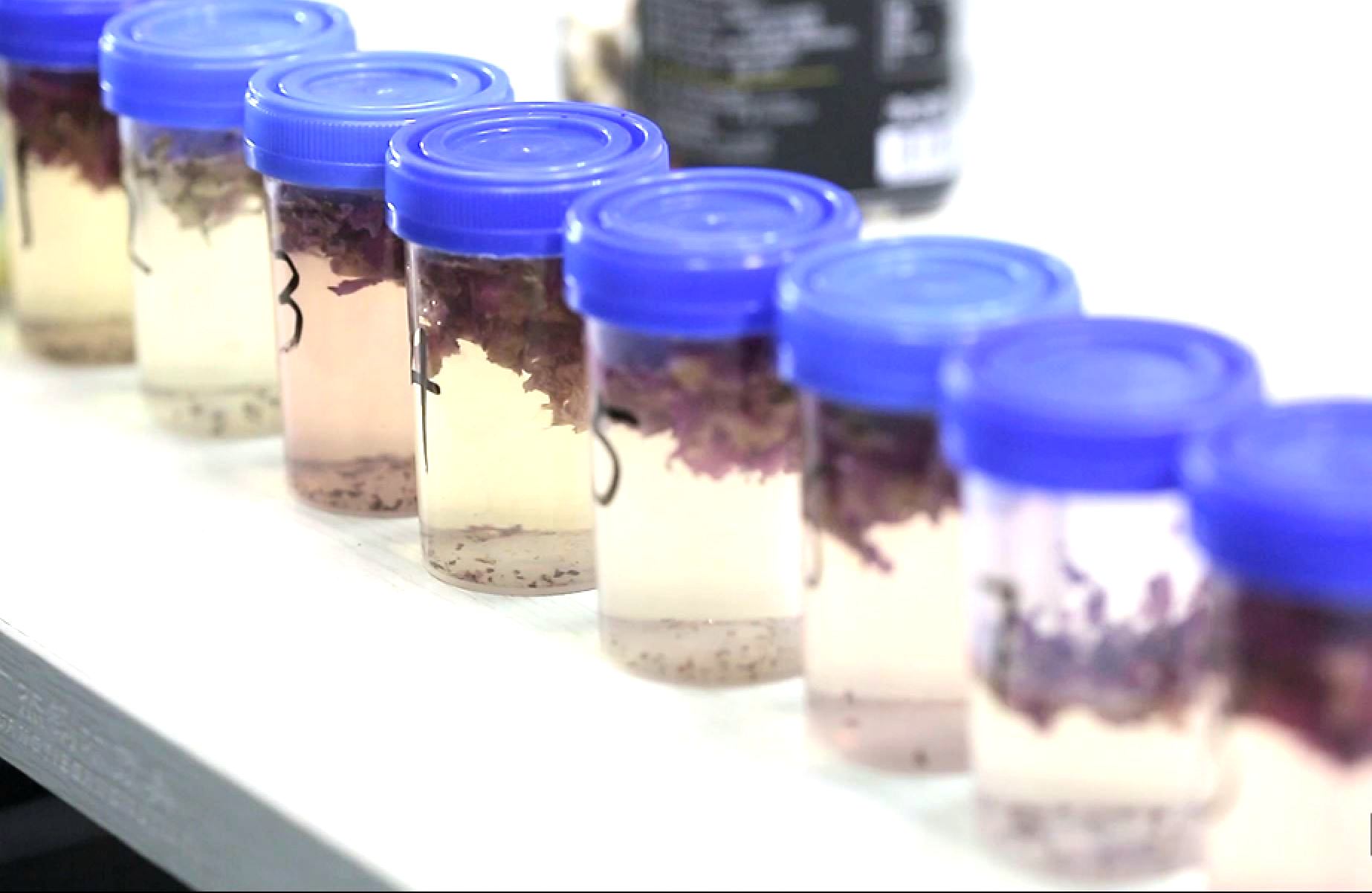 美容养颜祛斑的玫瑰花茶,美容养颜玫瑰花茶