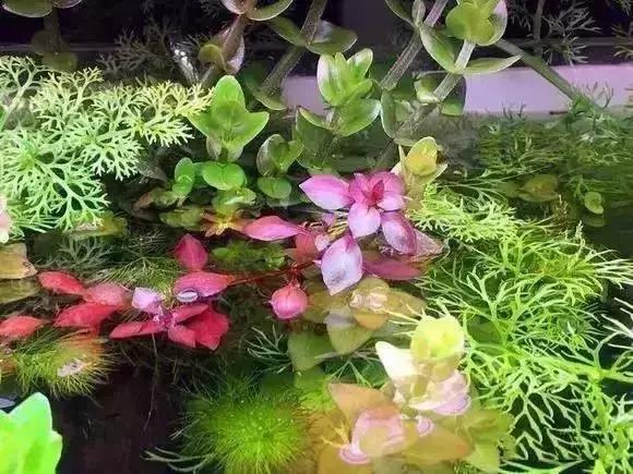 家装水景鱼缸造型全景,家居水景大号