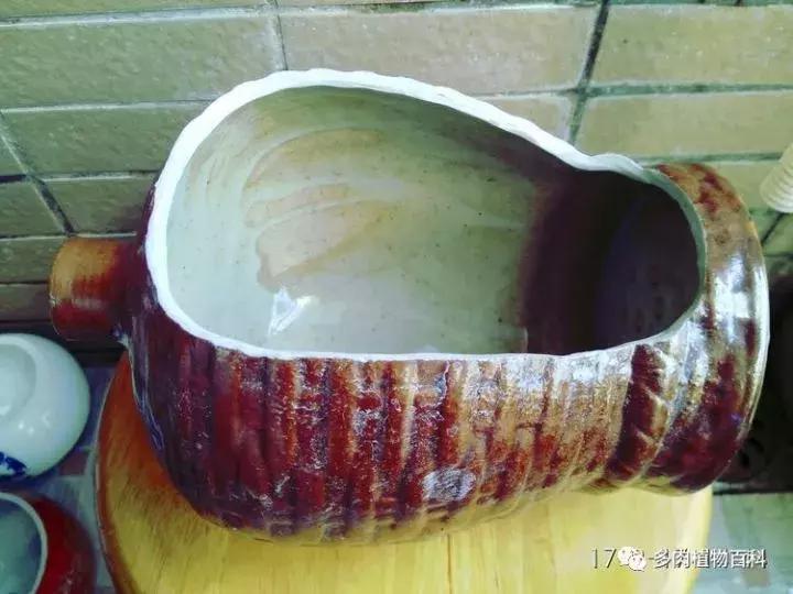 透明酒瓶种多肉怎么才好看,空酒瓶利用种多肉