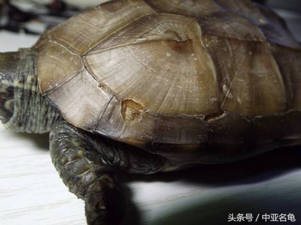 龟腐甲烂了怎么办,鬼针草治疗龟腐皮有用吗