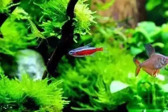 家装水景鱼缸造型全景,家居水景大号