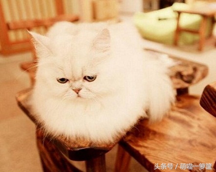 家猫离世后该如何走出伤痛