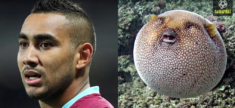 太像了！太像了！你喜欢的足球运动员像什么动物？