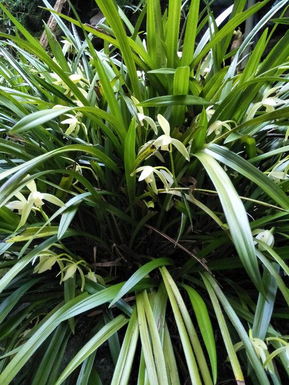 兰花要开花了怎么养护视频,兰花要开花施什么肥