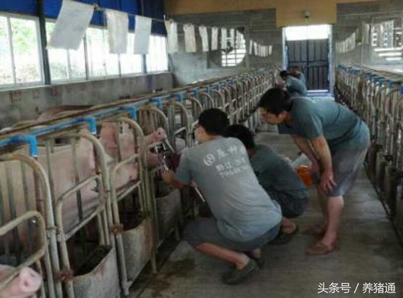 猪是会说话的,只是你没有听懂