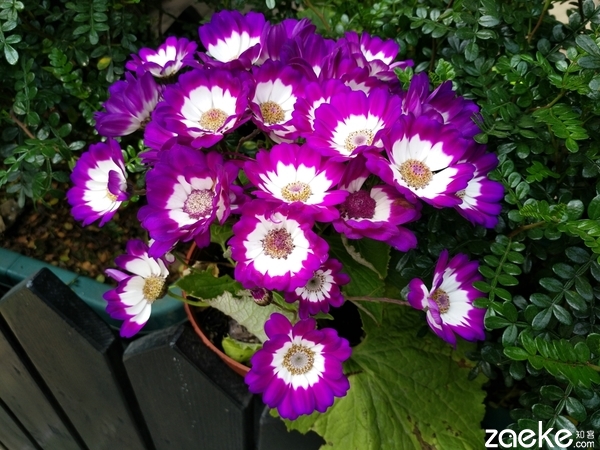 vivoxplay5特殊性能,测评vivoxplay5