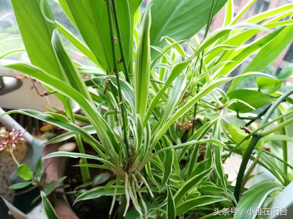 吊兰怎么养才能旺盛容易开花,室内养的吊兰有哪些品种及图片