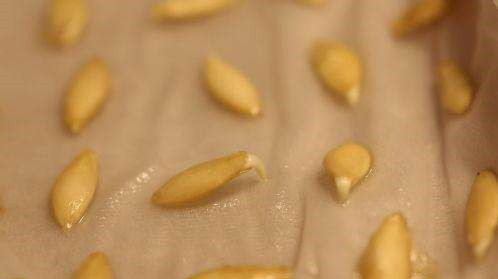 阳台种菜的步骤和方法,阳台种菜的方法全过程