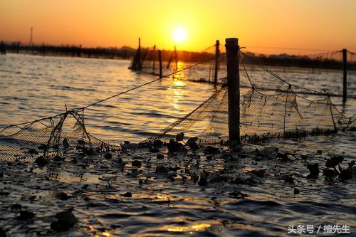 黄油蟹中极品黄膏香气诱人,黄油蟹中秋