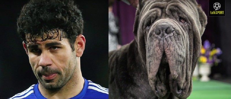 太像了！太像了！你喜欢的足球运动员像什么动物？