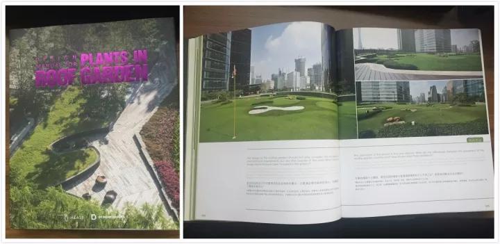 屋顶运动，你关注了没有？