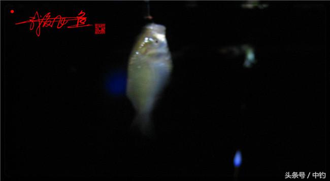 乌河湿地公园夜钓鱼,乌水边夜钓