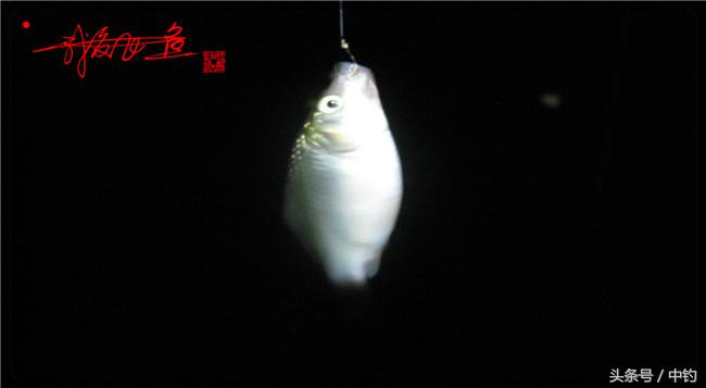 乌河湿地公园夜钓鱼,乌水边夜钓