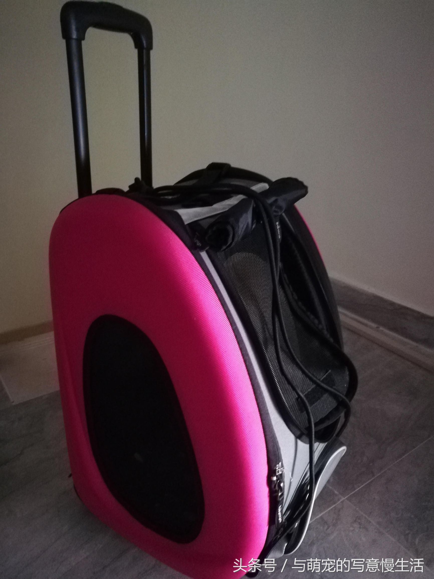 带上狗狗去旅行，“犬行天下”时带些什么装备好？