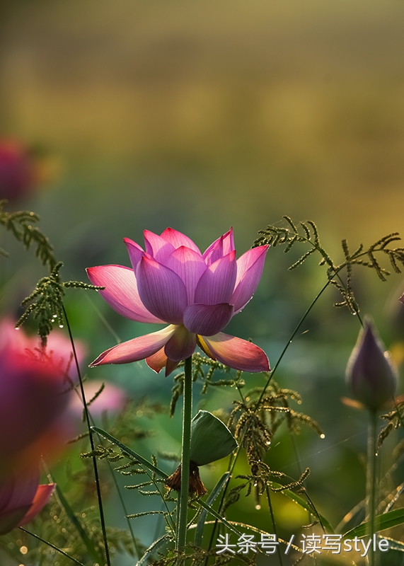 美丽的汉中讲解视频,美丽的汉中简介