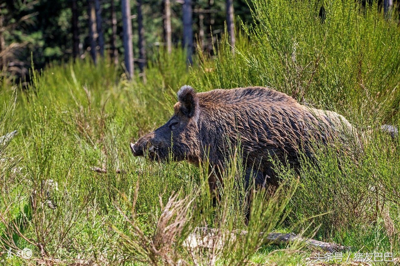传统养猪行业的发展趋势,在中国养殖野猪的最新政策