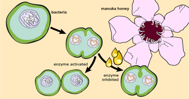 泰国皇室名媛热推神器HoneyBerry麦卢卡蜂蜜面膜皂，曼谷必BUY