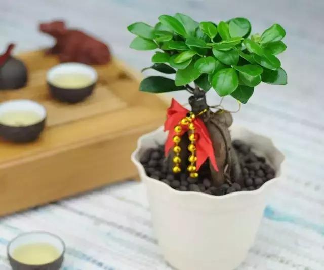 花卉摆放位置有讲究,风水上可以招财的花卉植物