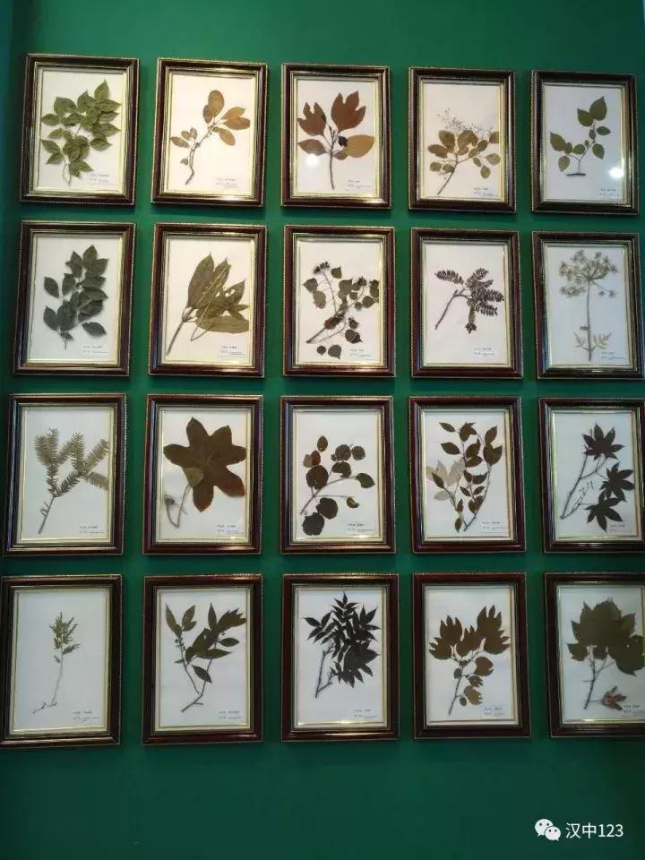 汉中光雾山最详细地点,光雾山旅游景区感受大自然