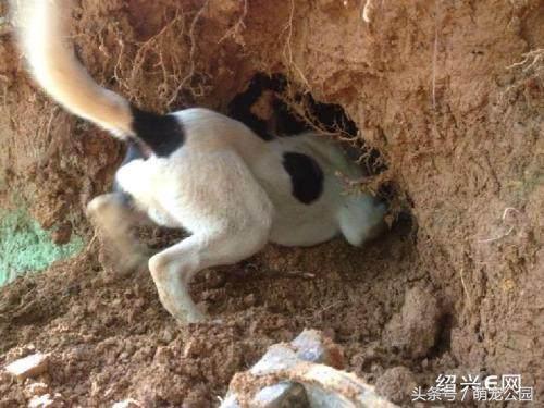 最新太仓猎犬出售,中华名猎犬