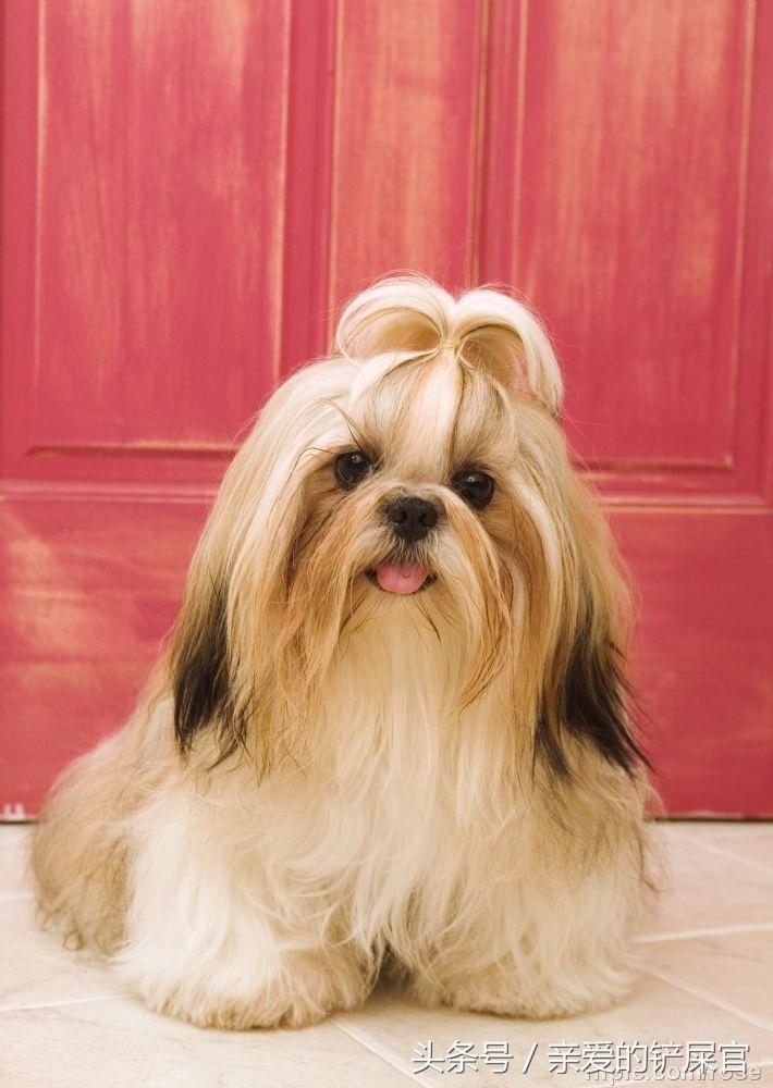 比较萌的大型犬萌狗排行榜,十大最萌的小型犬