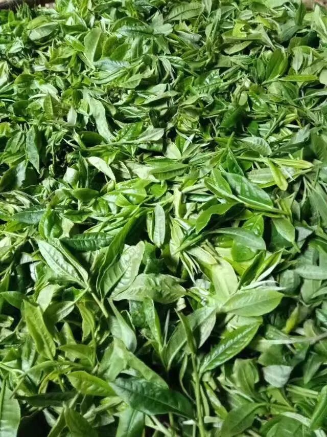 易武哪个山头普洱茶最好,普洱茶的易武正山是什么意思