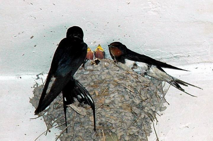 为什么燕子筑巢有的浅有的特别好 (这几年燕子总是往家里住啥原因)