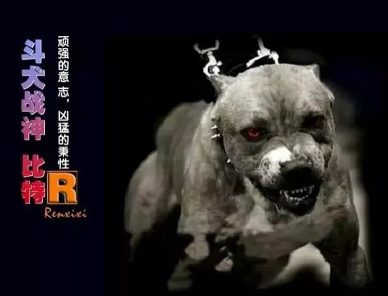 斗犬之王比特犬对上非洲二哥鬣狗,平头哥蜜獾比特