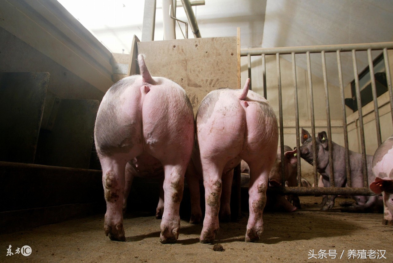 猪不吃食的原因和方法,猪38.5度不吃食是什么原因