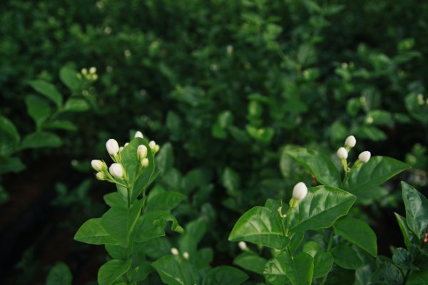 横县茉莉花之乡中华茉莉园,欢迎来到广西横县茉莉花之乡