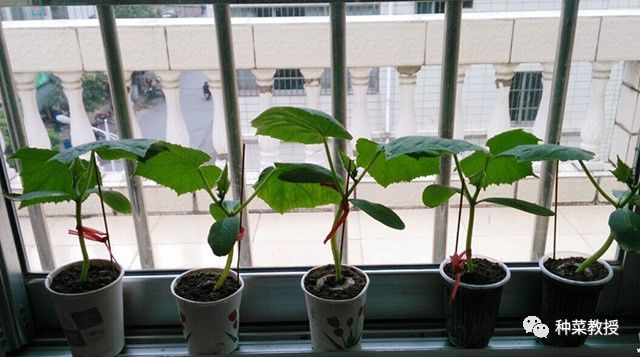 阳台种菜根部烂掉什么原因,阳台种菜黄瓜怎么种植