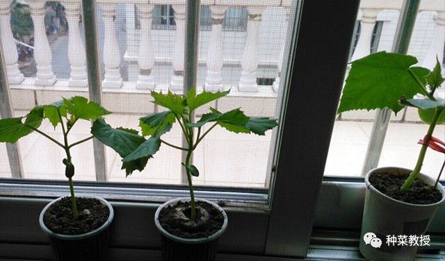 黄瓜种菜技巧和方法,黄瓜烂根怎么治理