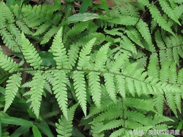 白癜风最新治疗方法录音,白癜风的治疗新进展