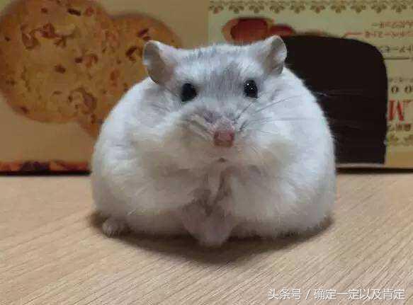 关于仓鼠的小知识,仓鼠小知识200条