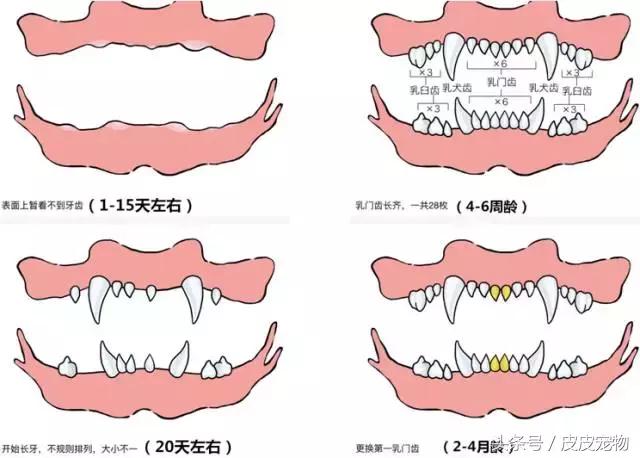 买狗十大骗局揭秘,新手买狗十大忌讳