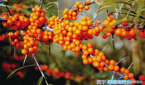 异乡客云南,异乡客西藏