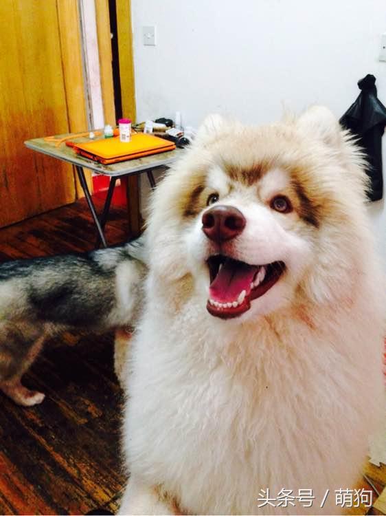 哈士奇的毛特别的长，被形容是只披了羊皮的狼