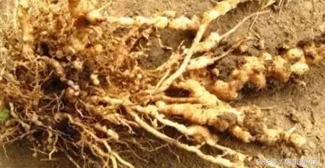 怎样防治蔬菜根结线虫病,阿维菌素防治根结线虫