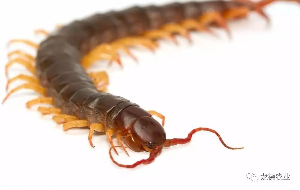 龙鱼吃了特别大的食物,龙鱼吃的鱼食