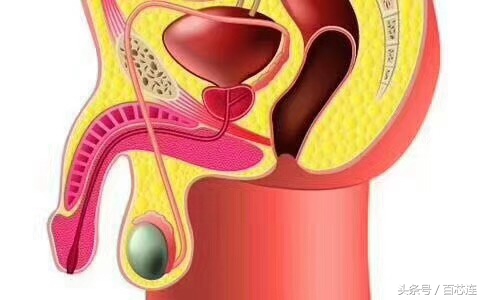前列腺炎为什么小便不利,前列腺炎症如何影响排尿