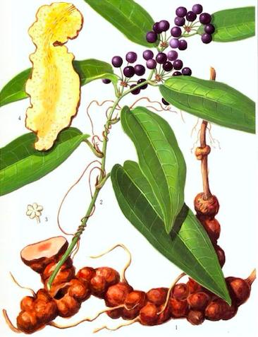 调理一切病证中医为何从脾胃入手,中医讲一切疾病从调脾胃开始