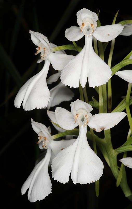 兰花寓意坚强象征着高洁傲骨之风,兰花代表怎样的高洁品质