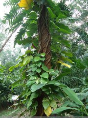 小叶绿萝是什么样,小叶绿萝变大叶绿萝过程