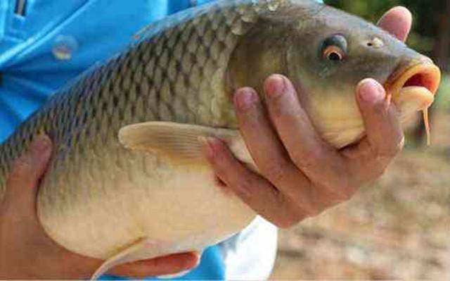 大鲤鱼快速解钩,钓鲤鱼脱钩如何解决