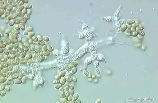 卖农资的不会给你讲这些，给农民朋友科普下神奇的木霉菌！